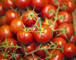 Group of freshly picked  tomatoes