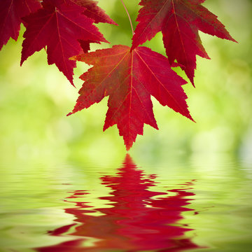 maple leaves with reflection in the water