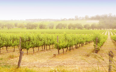 Fototapeta na wymiar Rows of grapevines taken at Australia's McLaren Vale