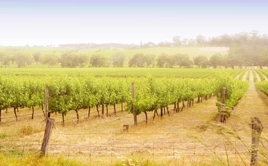 Fotobehang Rijen wijnranken genomen in McLaren Vale in Australië © millefloreimages
