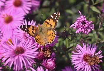Fototapeta na wymiar Butterfly on flower of dahlia