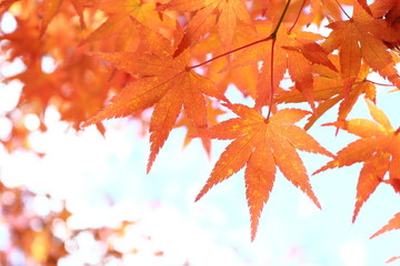 カエデの紅葉