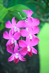 Orchids of Thailand