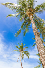 Naklejka premium palm trees on sky background, summer vacations