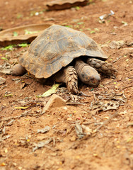 Turtles crawling in the nature