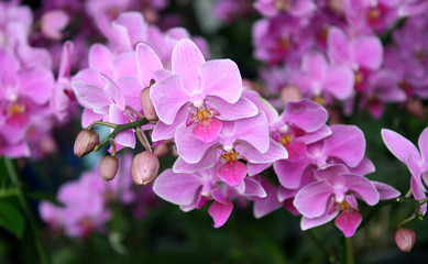 Obrazy  Piękna fioletowa orchidea - phalaenopsis