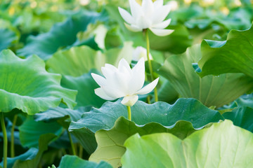 Obraz premium Lotus pond