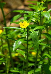 Ludwigia peploides subsp stipulacea, ONAGRACEAE