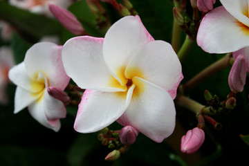white and pink frangipani flowers