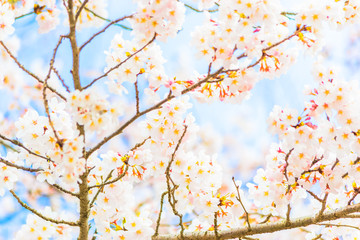 Obraz na płótnie Canvas Yoshino cherry blossom in full bloom