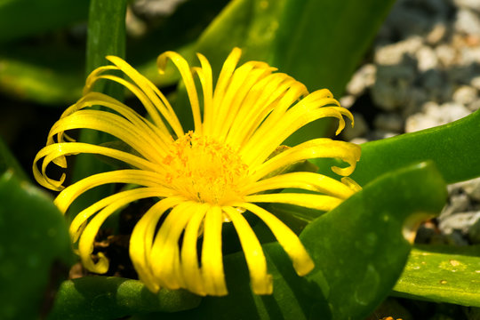 Glottiphyllum linguiforme, Aizoaceae, South Africa