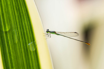 Damsel Flies