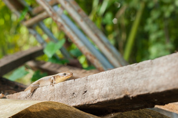 Brown skink on a pile of old wood. , selective focus, close up