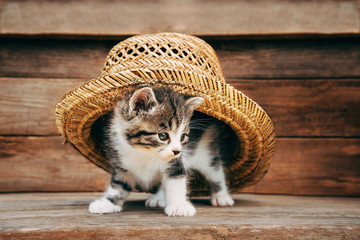 Curiosity kitten under the hat © Alex Photo