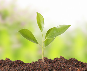 young plant new life