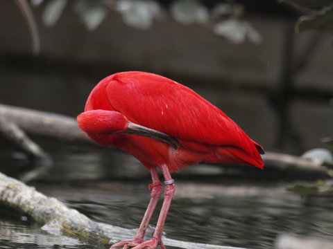 Aves ex&oacute;ticas