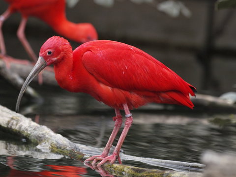 Aves ex&oacute;ticas