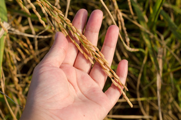 rice paddy in hand