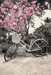 Fototapeta na wymiar Old bicycle near blossoming tree cherry in springtime