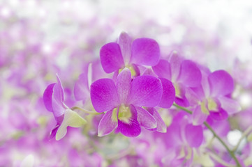 Floral background with pink orchids. Shallow depth of field