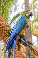 Amazing Blue and Yellow Macaw (Arara parrots)