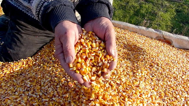 Freshly harvested corn grains, slow motion