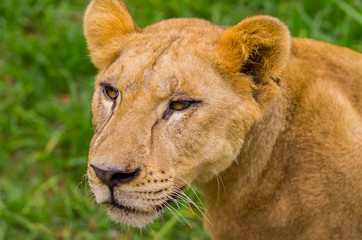closeup portrait of beautiful lioness