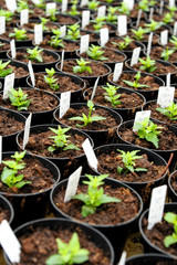 Newly potted nemesia plants in a nursery