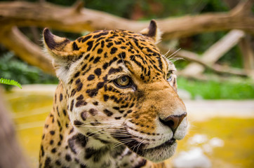 Obraz na płótnie Canvas closeup portrait of beautiful jaguar outdoors