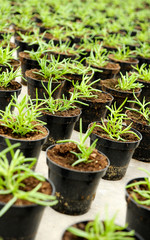 Transplanted seedlings in a nursery
