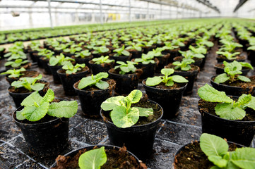 Fototapeta Plants being cultivated in a hothouse obraz