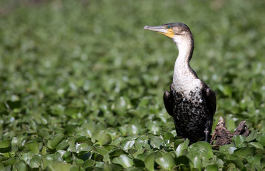 Wasservogel