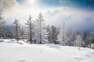 Panele Szklane Podświetlane  Pokryte śniegiem drzewa w górach
