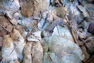 Dead leaves and twigs
