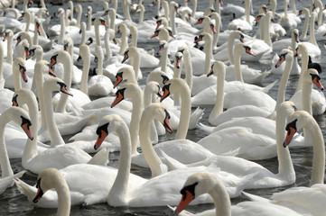 Swans feeding at Abbotsbury Swannery in Dorset