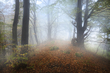 Scary trees in the mist of the forest