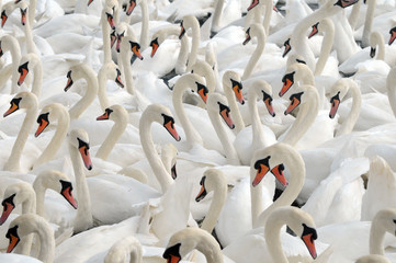 Swans feeding at Abbotsbury Swannery in Dorset
