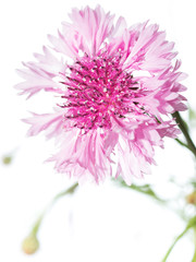 pink cornflowers isolated on white