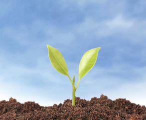 young plant new life