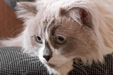 Ragdoll breed of cat face close-up