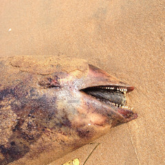 Dead dolphin, Harbour porpoise, on beach
