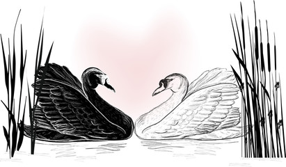 black and white swan sketches in reed © Alexander Potapov