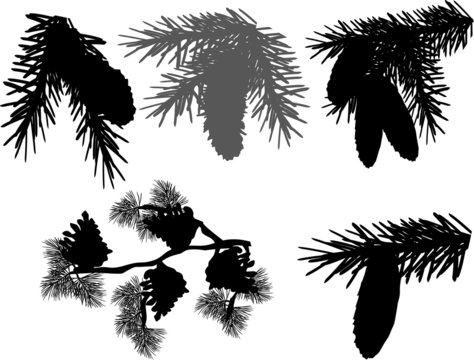 five fir and pine branches on white