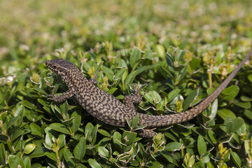 Lizard in the Borromean Islands, Lake Maggiore, Piedmont, Italy