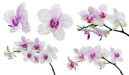 collection of isolated light orchid flowers in pink spots