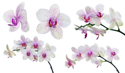 Papier Peint photo Orchidée collection de fleurs d& 39 orchidées claires isolées dans des taches roses