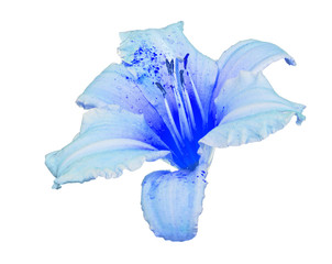 light blue lily bloom on white