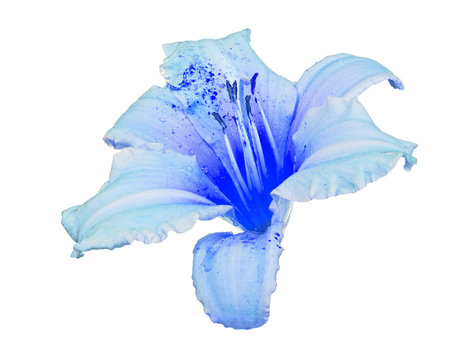 Fototapeta light blue lily bloom on white