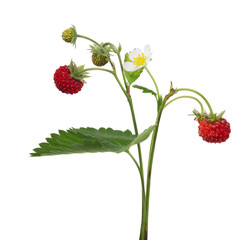 flower and berries on wild strawberry isolated branch