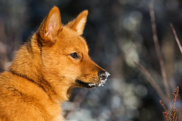 Portrait of Finnish Spitz puppy with snow on snout.